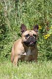 BOULEDOGUE FRANCAIS 086